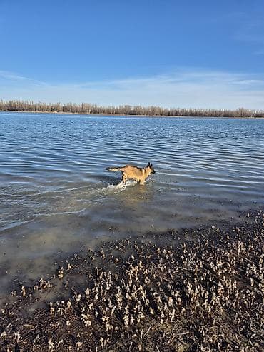 бекер иттер: Бельгия овчаркасы, 9 айлык, Ургаачы, Эмделген — 3