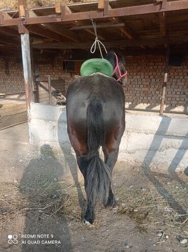 сх животные и товары: Продаю | Жеребец | Полукровка | Конный спорт | Племенные — 4