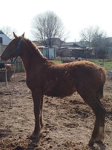 Продаю | Жеребенок | Конный спорт