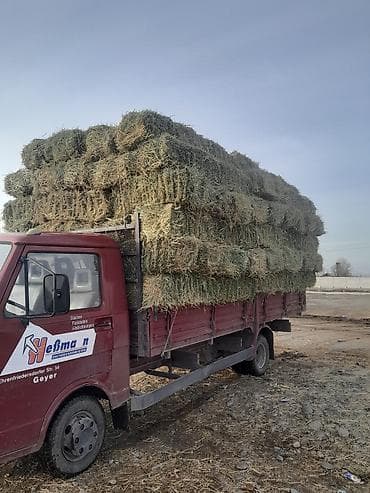 корм для хомяка: Хонда одиисей объём 2,2 ки автомат каропка состояние жакшы оформление — 3