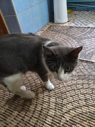 куплю кошку: Кошка даром: Беспородная, 7 месяцев, Мальчик — 5