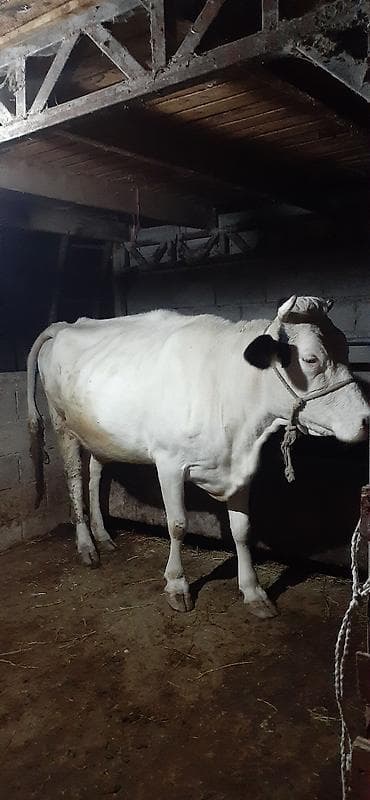 продажа карова: Продаю | Корова (самка) | Для молока | Привязанные — 8