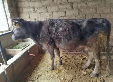 купить собаку бишкек: Продаю | Корова (самка) | Для разведения | Привязанные — 1