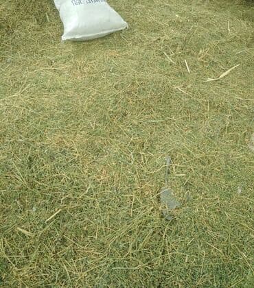 корм для домашних животных: Продаю для с/х животных 1-укос, остались последние 15 тюков — 3