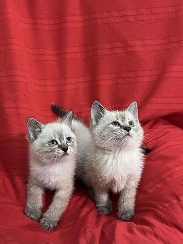 Британская короткошёрстная, 2 месяца, Мальчик, Белый, Приучена к лотку at lalafo.kg Британская короткошёрстная, 2 месяца, Мальчик, Белый, Приучена к лотку