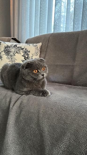 котята не дорого: Скотиш Фолд (Шотландская вислоухая), 1 год, Девочка, Голубой, Приучена к лотку — 3