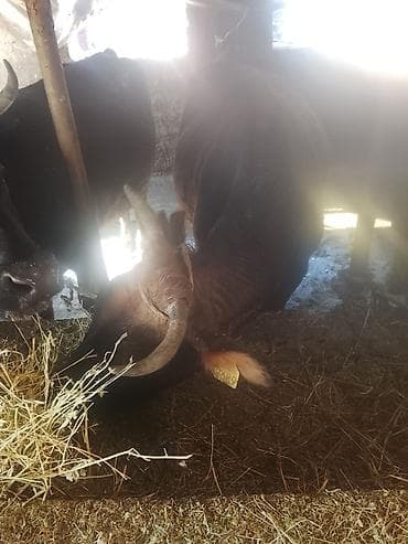 сено: Продаю | Корова (самка) | Для разведения | Привязанные — 9