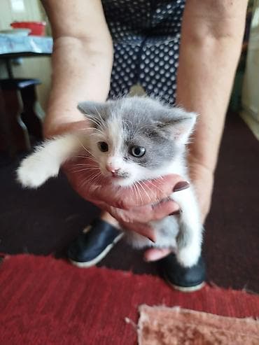 сингапурская кошка: Отдам котят в надёжные и добрые руки ответственного и заботливого — 3