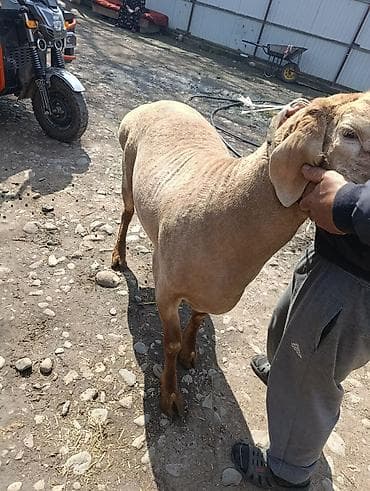 german shepherd: Продаю | Баран (самец) | Для разведения | Племенные — 4