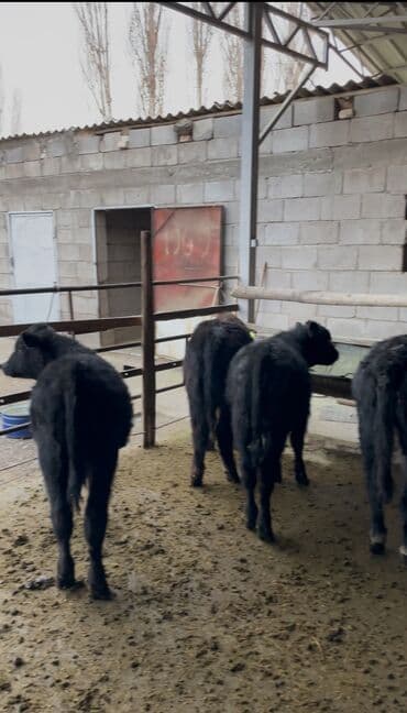 ящик металлический: Продаю | Бык (самец), Музоо, торпок | Ангус, Симментальская, Шароле | Искусственник — 2