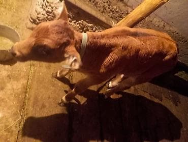 торпое: Продаю | Музоо, торпок | Абердин-ангус | Привязанные — 6