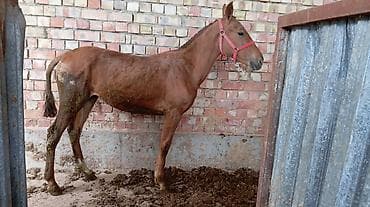 big 6: Продаю | Кобыла (самка) | Для разведения | Племенные — 2