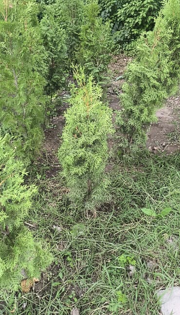 колоновидные саженцы: Саженцы деревьев: Туи — 1