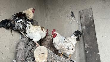 куры несушки оптом: Продаю | Куры | Домашняя | Для разведения — 2