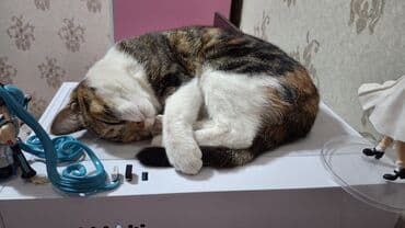 египетская кошка 2021 оригинал: Котята в добрые руки 2 месяца маму тоже отдаём в добрые руки девочка — 4