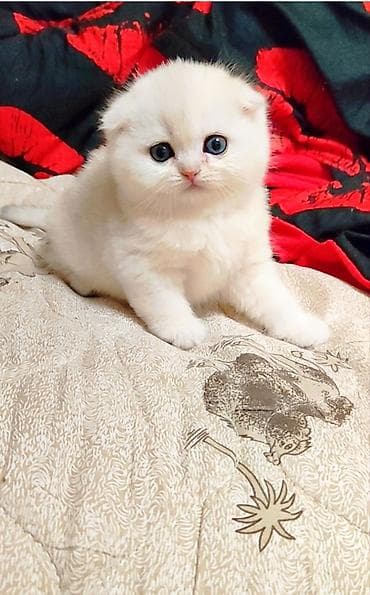 кошеи: Скотиш Фолд (Шотландская вислоухая), 2 месяца, Девочка, Белый — 8