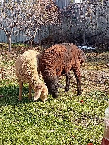 палевый: Продаю | Овца (самка), Ягненок, Баран (самец) | Гиссарская, Эдильбаевская, Арашан | На забой, Для разведения, Для шерсти | Ярка — 3