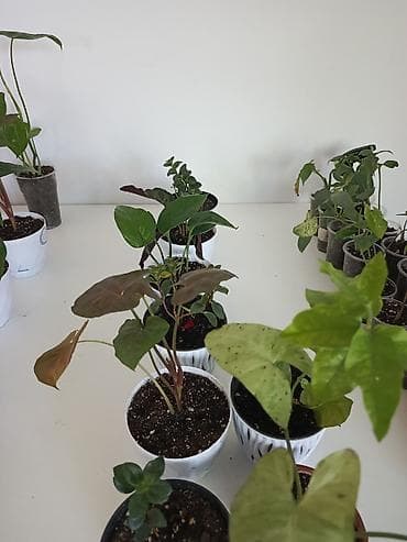 Коллекция комнатных растений в горшках Предлагаются различные lalafo.kg да Коллекция комнатных растений в горшках Предлагаются различные