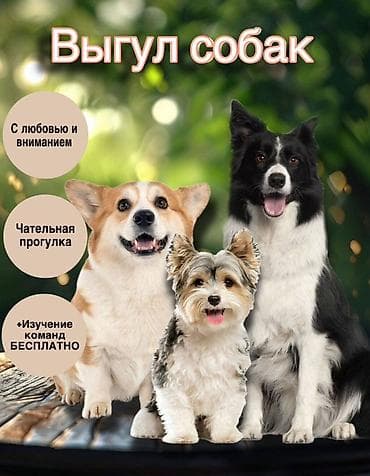 Үй жаныбарлары: Выгул собак любых пород и размеров! - Внимательное и заботливое — 1