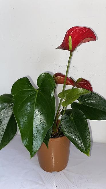 цветущие: Антуриум (Anthurium andreanum) в горшке. - Компактный куст с крупными — 5