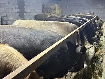 Сатам | Бука (эркек) | Союуга — 8