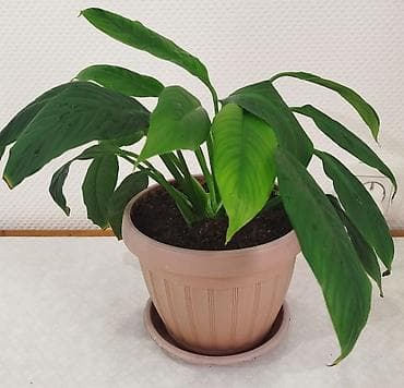 тигровое: Сансевиерия -тещин язык, высота 65-70 см -250 сом. Тигровый алоэ,7 см — 6