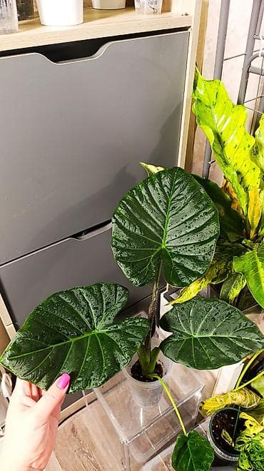 цветы алоказия: Алоказия Решал Шилдс (Alocasia RegalShilds)— декоративно-лиственное — 4