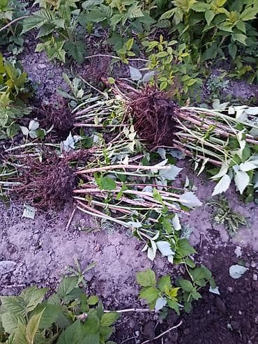 сколько сейчас стоит малина: Саженцы малины (с корнями) Сорт (ПОЛЬКА) - Культура: малина садовая — 2