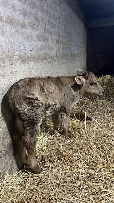 быки симентал: Продаю | Музоо, торпок | Швицкая | На откорм | Искусственник — 2