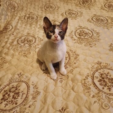 возьму собаку даром: Донской сфинкс, 2 месяца, Девочка, Черепаховый, Приучена к лотку — 2