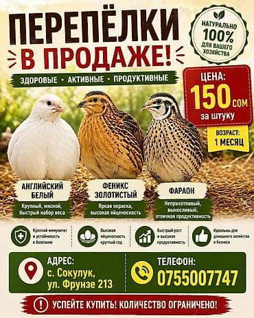 продаю курицы: Продаю | Цыплята | Бройлерная — 2