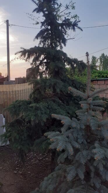 фикус али: Көчөттөр дарактардын: Карагайлар, Өзү алып кетүү — 5