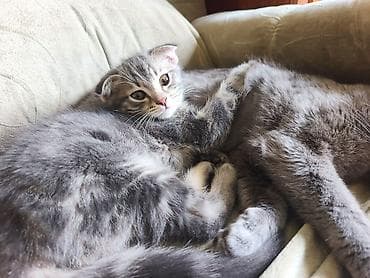 кошка продаётся: Скотиш Фолд (Шотландская вислоухая), 2 месяца, Мальчик, Серый — 3