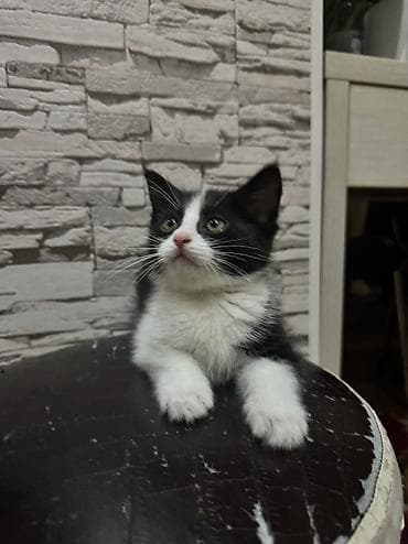 абиссинские котята: Отдам даром. Котята, домашнее выращивание. Описание: - Окрас — 4