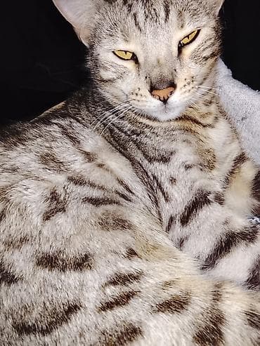 бээ алам: Кошка пароды "Египетская Мау" домашняя, стерилизованная, есть — 3