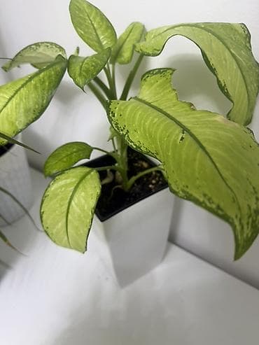 домашные светы: Комнатные растения в горшках (набор): 1) Сансевиерия (Sansevieria — 3