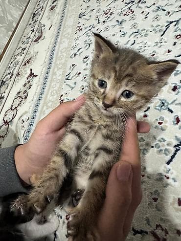 одежда для котов: Котята, домашнее выращивание. - Окрас: один черно-белый (маска на — 2