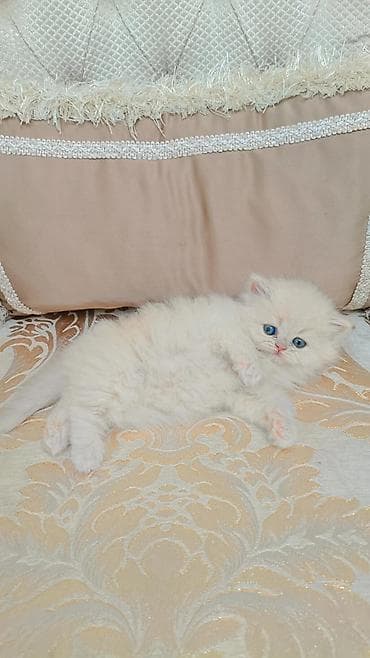 Вязка кошек: Выставляется на продажу чистокровная шотландская девочка безумно — 4