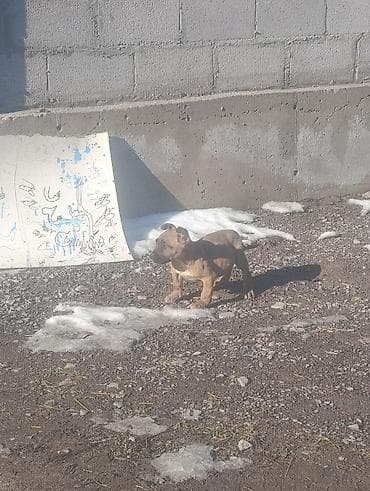 шпиц даром ташкент: Продаю щенка Самец порода: пидбуль 1, 5 месяца Отец мать есть могу — 7