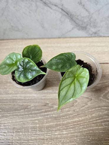 Монстеры: Сциндапсусы,сансевиерии,сингониум Ред спот,сингиниум пинк бьюти — 10