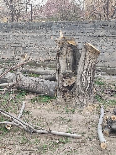 леса китай: Продаю ореховое дерево — 1