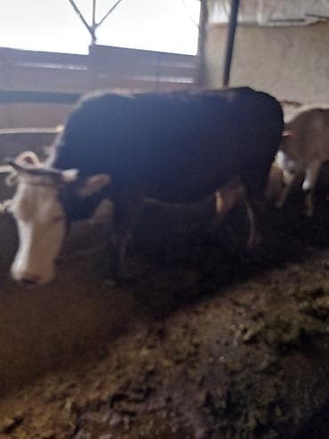 собаки пародистые: Продаю | Бык (самец) | Племенные — 1