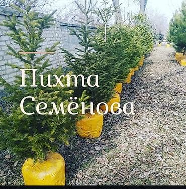 Саженцы деревьев: Пихты, Платная доставка at lalafo.kg Саженцы деревьев: Пихты, Платная доставка