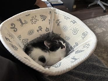 cat sofa: Кошка даром: Беспородная, Девочка — 3
