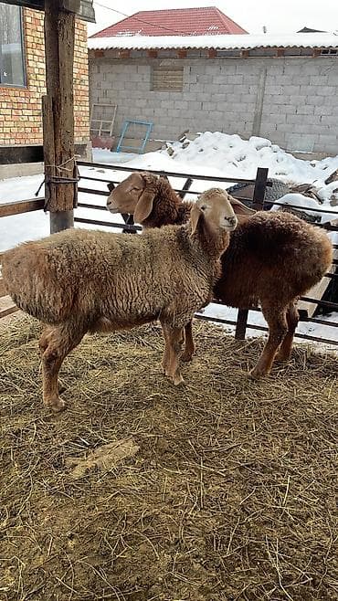 Зоотовары: Продаю | Овца (самка) | Для разведения | Матка — 2
