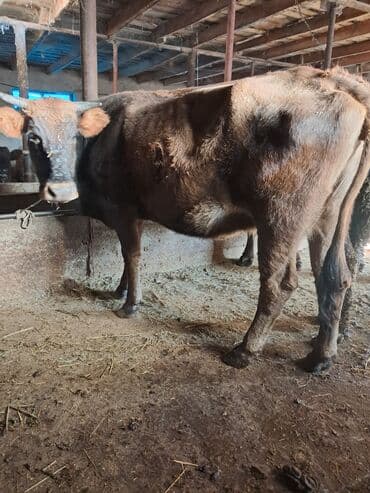 наполнители для кошек: Продаю | Корова (самка) | Для молока | Племенные — 5