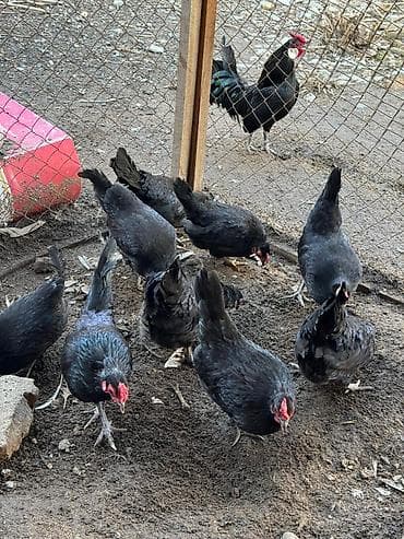 куры виандот: Продаю | Куры, Петух — 3