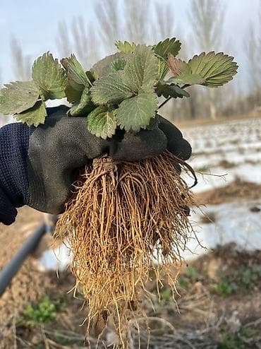 арбуз дыня: Рассада 🍓Сорт Альбион,Альба В розницу и оптом ❗️ ВЫГОДНАЯ СКИДКА — 5