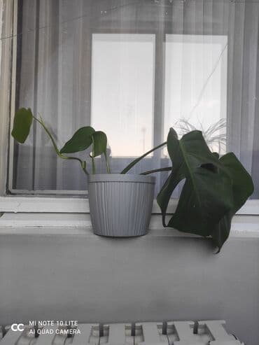 растения для аквариума: Комнатные растения в горшках: 1) Хлорофитум (Chlorophytum comosum) — — 2