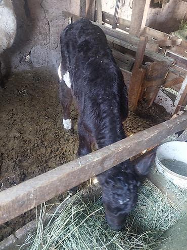 собаки в бишкеке бесплатно: Эркек торпок сатылат — 3